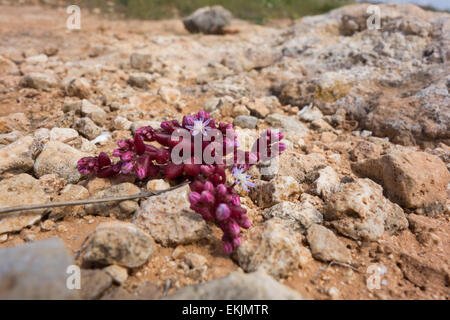 Azure stonecrop, Sedum caeruleum, from  the rocky shore of the Maltese Islands. Stock Photo