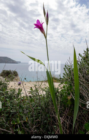 Common sword-lily, Gladiolus italicus, a wild flower from the coast of Malta, Mediterranean Sea region. Stock Photo