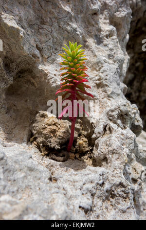 Succulent plant of the genus 'Crassula' found on a rocky shore in Golden Bay, Malta, Mediterranean Sea. Stock Photo