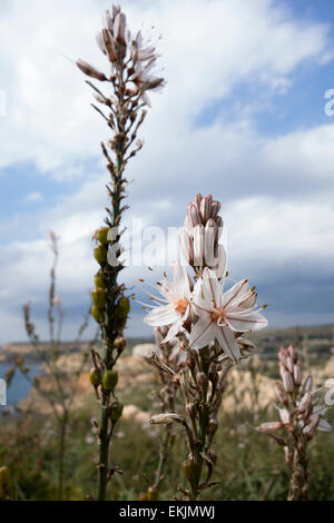 Branched Asphodel, Asphodelus ramosus, on the rocky shores of the Mediterranean Island Malta. Stock Photo
