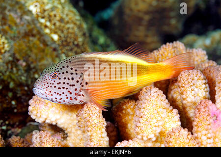 Blackside Hawkfish, Paracirrhites forsteri, resting on hard corals on the reef. Also known as Freckled Hawkfish. Tulamben, Bali Stock Photo