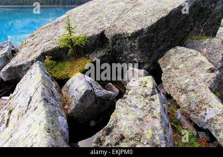 Small pine tree growing on rocks, Lake O'Hara, Yoho National Park, British Columbia, Canada Stock Photo