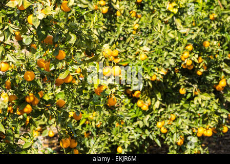 Orange trees with their branched loaded with ripe fruit Stock Photo