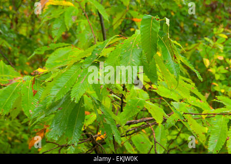 American chestnut, Pachaug State Forest, Connecticut Stock Photo