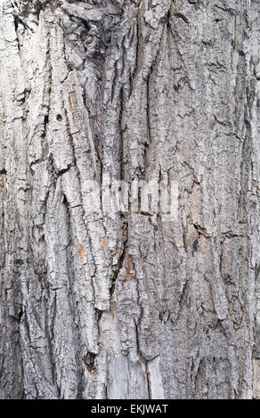 maple bark background Stock Photo