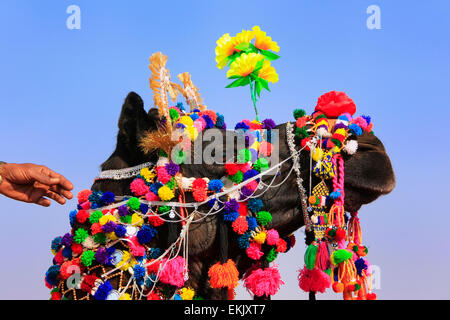 Portrait of decorated camel at Desert Festival, Jaisalmer, Rajasthan, India Stock Photo