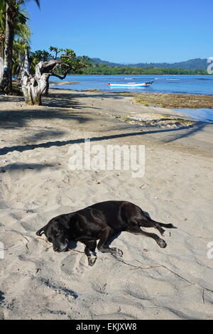 Labrador dog sleeping on sandy beach in Puerto Viejo de Talamanca, Caribbean, Costa Rica Stock Photo