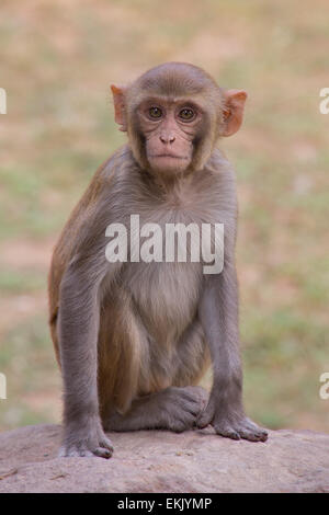 Young Rhesus Macaque sitting at Tughlaqabad Fort, New Delhi, India Stock Photo