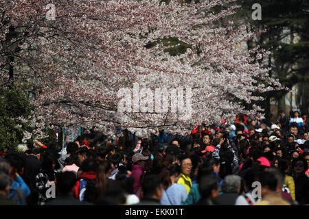 Qingdao, China's Shandong Province. 11th Apr, 2015. Tourists view the blossoming cherry flowers at the Zhongshan park in Qingdao, east China's Shandong Province, April 11, 2015. Credit:  Lin Xiaomu/Xinhua/Alamy Live News Stock Photo