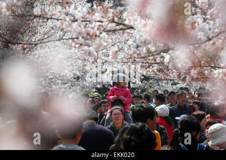 Qingdao, China's Shandong Province. 11th Apr, 2015. Tourists view the blossoming cherry flowers at the Zhongshan park in Qingdao, east China's Shandong Province, April 11, 2015. Credit:  Lin Xiaomu/Xinhua/Alamy Live News Stock Photo