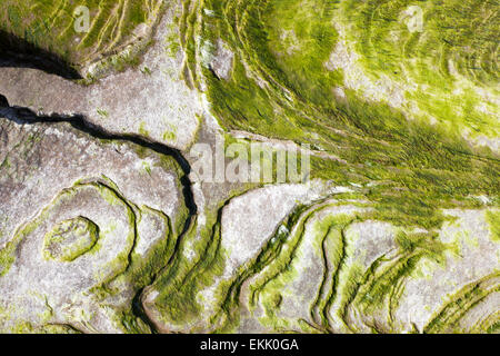 Closeup texture of algae on the rock Stock Photo