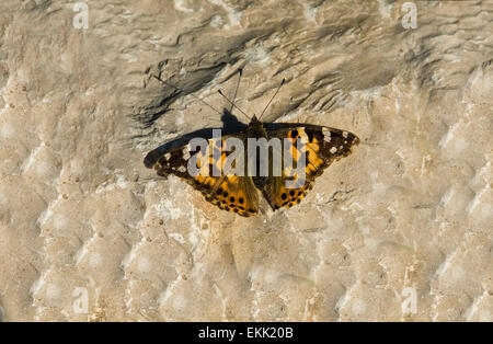 Queen of Spain fritillary or Issoria lathonia over stone, Sines, Portugal