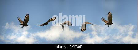The flight of a crested serpent eagle (Spilornis cheela). It is a bird of prey that is found in forested habitats acrossThailand Stock Photo