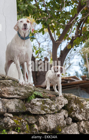 Watching dogs Stock Photo
