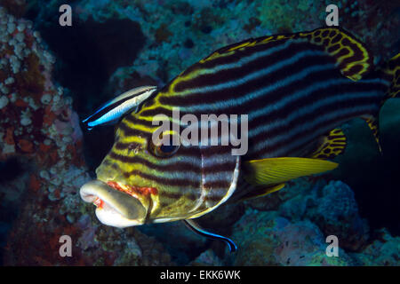 Close-up of an Oriental Sweetlips (Plectorhinchus Vittatus) Getting Cleaned by Two Bluestreak Cleaner Wrasses (Labroides Dimidia Stock Photo