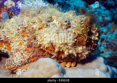 Close-up of a Stonefish (Synanceia Verrucosa), South Ari Atoll, Maldives Stock Photo