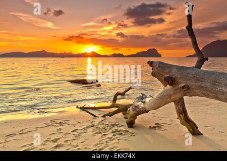 Sunset over the island. Dry tree on the foreground Stock Photo