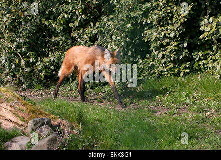 South American Maned wolf (Chrysocyon brachyurus) walking through the grass Stock Photo