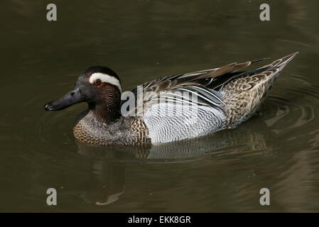 Male Garganey duck (Anas querquedula) swimming Stock Photo