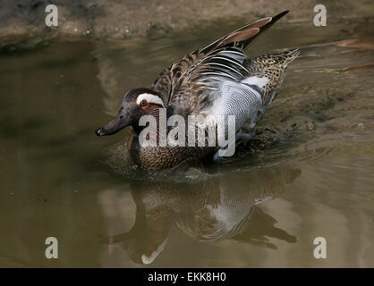 Male Garganey duck ( Anas querquedula) Stock Photo