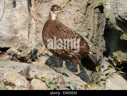 Female Himalayan monal pheasant (Lophophorus impejanus), a.k.a. Impeyan Monal or Danphe Stock Photo