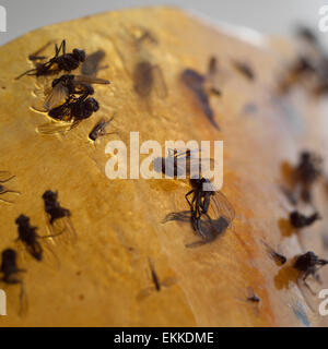 https://l450v.alamy.com/450v/ekkdme/flies-trapped-ekkdme.jpg