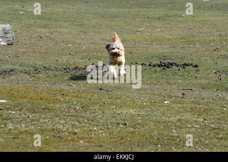 Golden Labradoodle puppy running across grass Stock Photo
