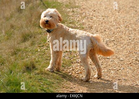 Golden Labradoodle puppy standing in the sun Stock Photo