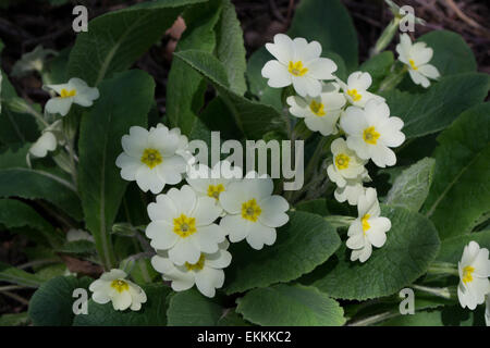 Primroses showing their beautiful flowers in the spring, woodland in Northamptonshire, UK Stock Photo