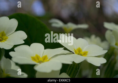 Close-up image of primroses in full bloom in the spring sunshine Stock Photo