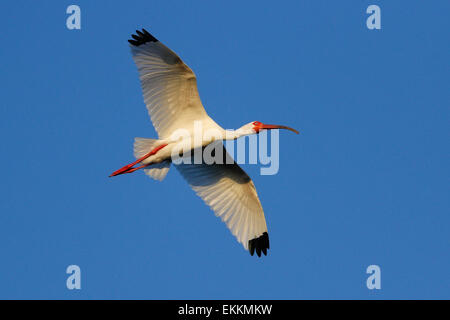 White Ibis (Eudocimus albus) flying in blue sky Stock Photo