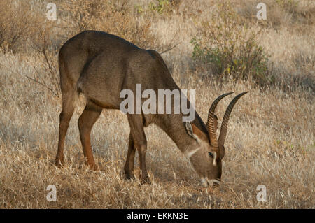 Common waterbuck grazing Stock Photo