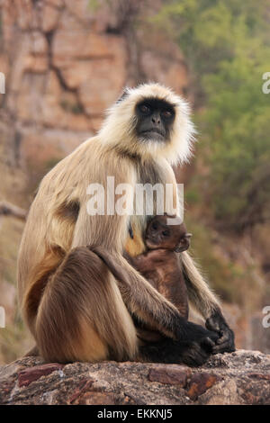 Gray langur (Semnopithecus dussumieri) with a baby sitting at Ranthambore Fort, Rajasthan, India Stock Photo