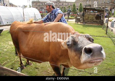 A cow gets a rub-down during the pop-up French Farm event in Huddersfield town centre to celebrate the Tour de France 2014, UK Stock Photo