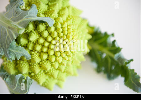Green roman cauliflower detail on white background selective focus Stock Photo