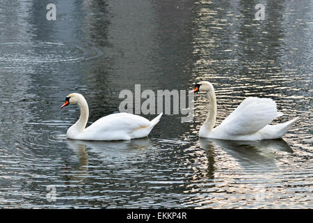 Two white mute Swan swimming on the lake Stock Photo