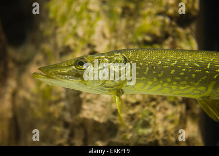 Underwater photo of a big Pike or Esox Lucius in the river bed Stock Photo