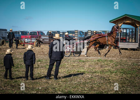 Rawlinsville, Pennsylvania, USA.  Amish Mud Sale, held every spring in Lancaster, PA.  Fund raising for local fire depts. Stock Photo