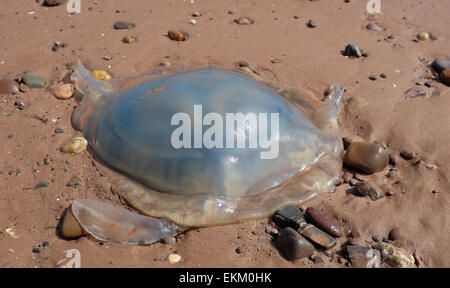 Jellyfish washed up on a UK beach Dawlish Warren England Stock Photo