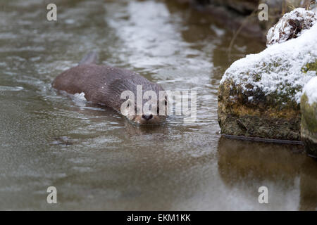 European otter in winter / Lutra lutra Stock Photo