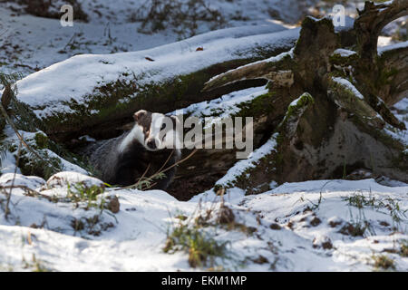 European badger in snow (Meles meles) Stock Photo