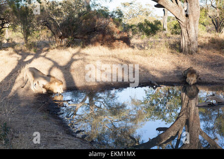 Two adult male lions drinking at waterhole, South Africa Stock Photo