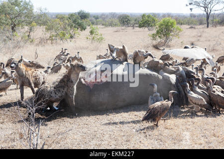 are vultures scavengers