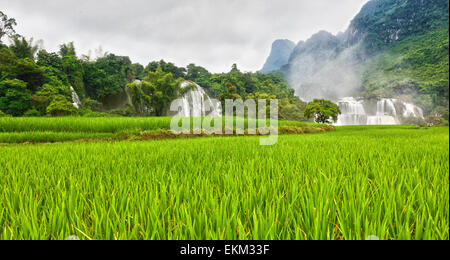 Pice paddy field and waterfall on background Stock Photo