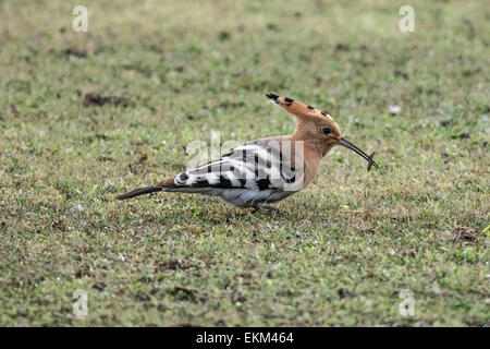 Polgigga, Cornwall, UK. 12th April 2015. UK Weather: A  Hoopoe bird feeding on the local cricket field.  A summer visitor to the UK, with typically  only 100 birds per year making the trip from overwintering in Africa. Credit:  Simon Maycock/Alamy Live News Stock Photo