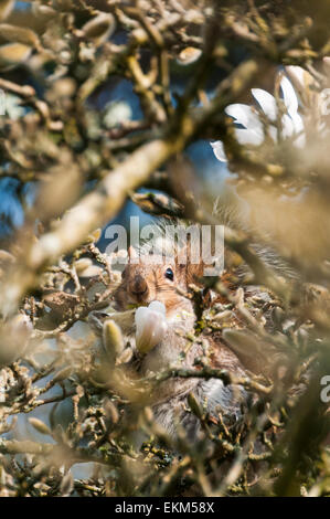 Grey Squirrel Sciurus carolinensis hiding in a Magnolia tree Stock Photo