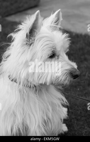West Highland White Terrier (Westie) Dog Stock Photo