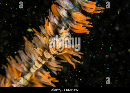 Miropandalus hardingi on a whip coral. at Owase, Mie, Japan. It is very small shrimp. Stock Photo