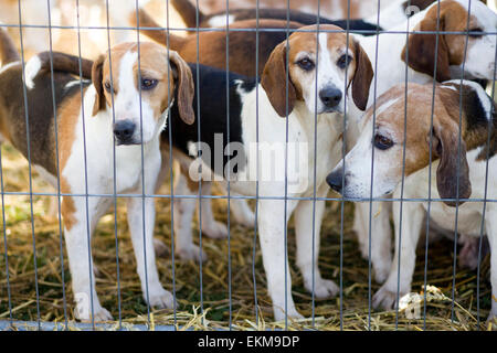 English Foxhound Puppies in a cage Stock Photo