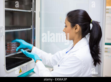 Closeup portrait, young lab researcher holding tissue culture dishes in incubator. Isolated lab background Stock Photo